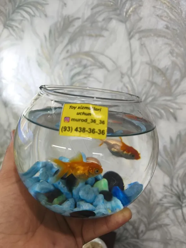 Akvariyum baliki bilan birga 70 ming sum — фото 2