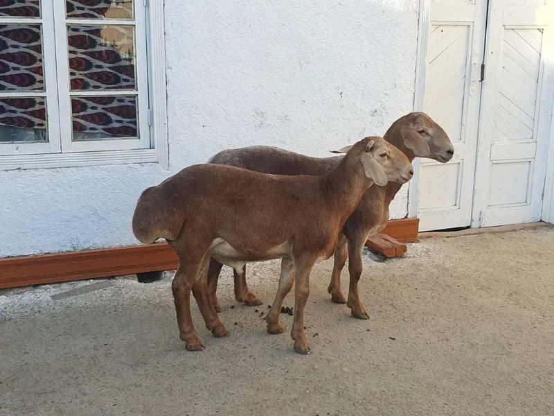 2ta Arashan zotli qo'chqor barralar sotiladi Shofirkonda — фото 3