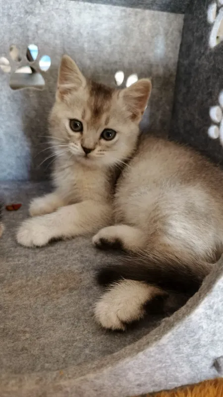 Продаются котята шиншиллы — фото 3