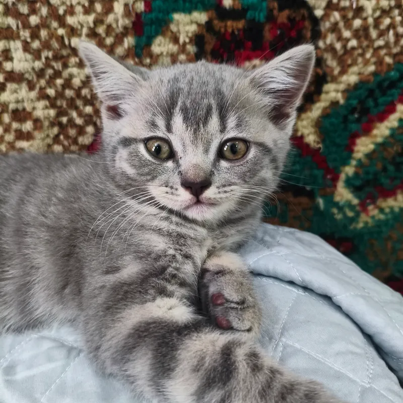 Котята Скоттиш страйт и Скоттиш фолд — фото 2