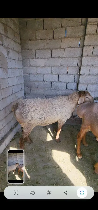 Qoy srochna sotiladi 3 Qoy srochna sotiladi 3