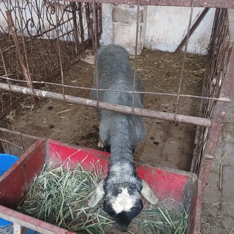 Кучкорлар сотилади. 7