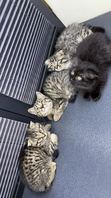 продаются породистые котята — фото 3