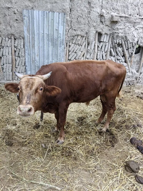 3 yoshar Buqqa sotiladi 3 3 yoshar Buqqa sotiladi 3