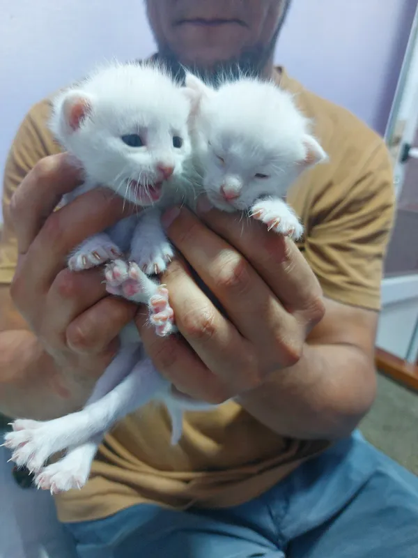 Добрые руки котята 3