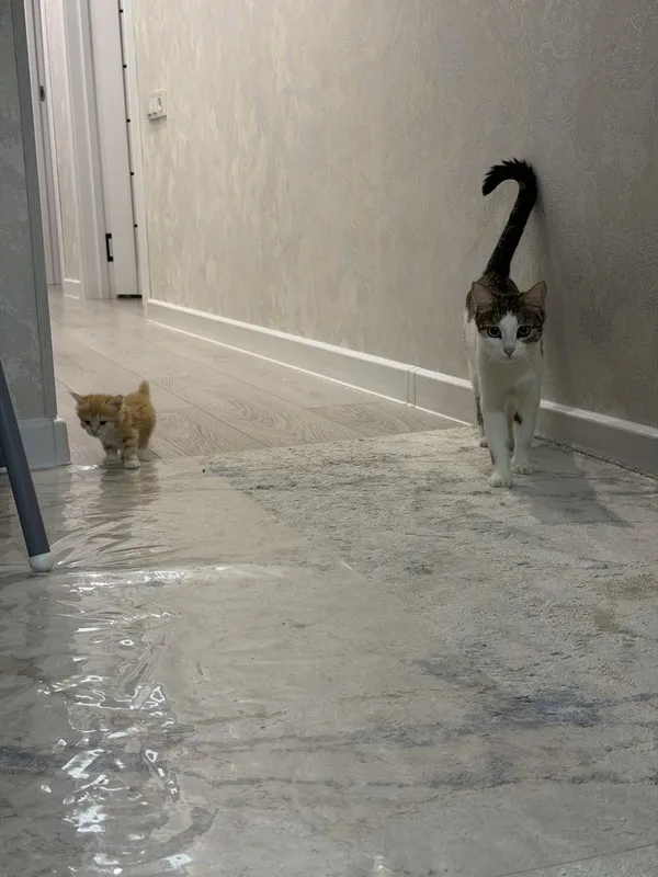 Милота 5 котят в хорошие руки 3 Милота 5 котят в хорошие руки 3