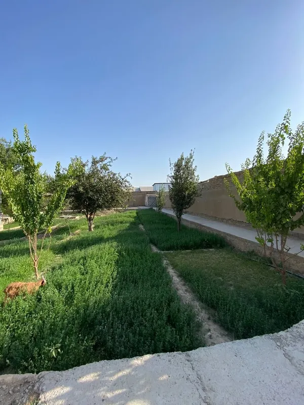 Navoiy shahar Narpay bustonda 5 sutiqli yer sotiladi — фото 1