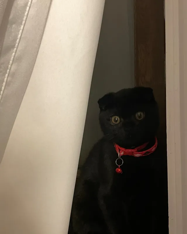 Scottish Fold zotli mushukcha sotiladi! 2