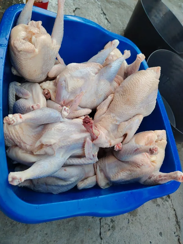 Дамашни хурозлар Дамашни хурозлар