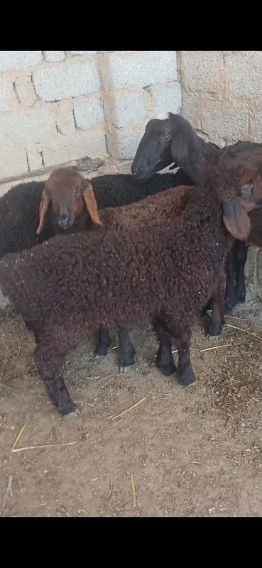 Qoyla sotiladi harxilidan bor dexqonchlik — фото 4
