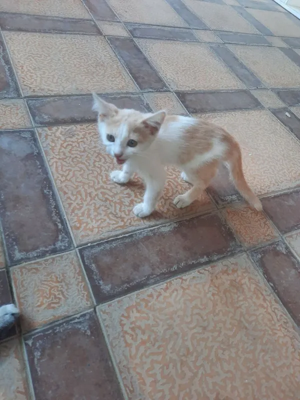 Котята в добрые руки 2