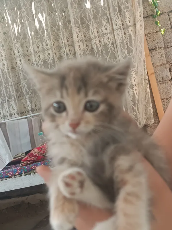 маленький котёнок 2