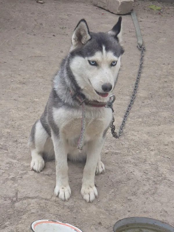 Shoshilinch Husky sotiladi! 2 Shoshilinch Husky sotiladi! 2