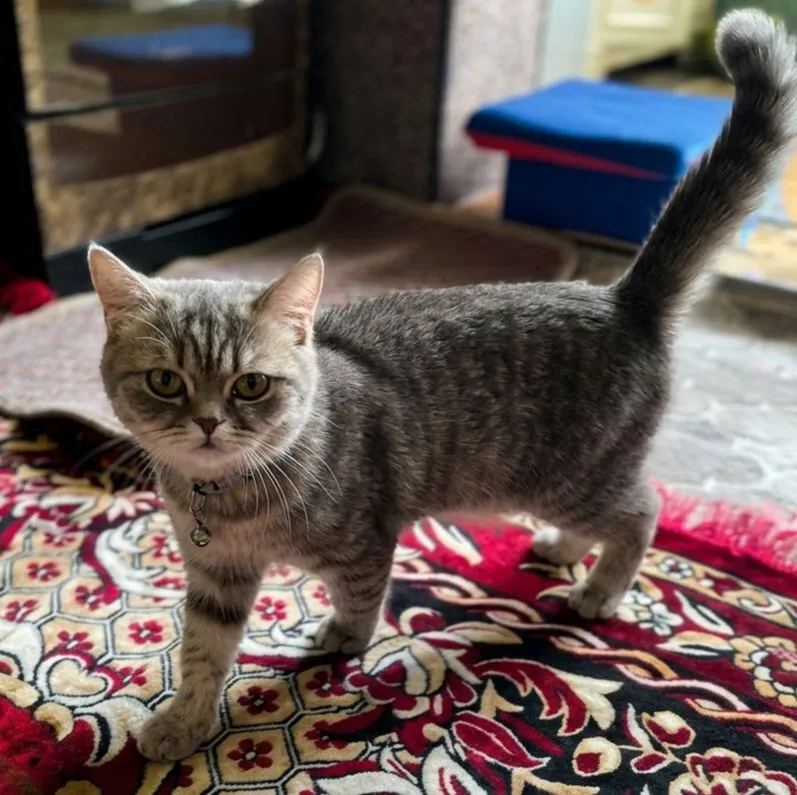 Britasnkiy :British Shorthair sotiladi 1