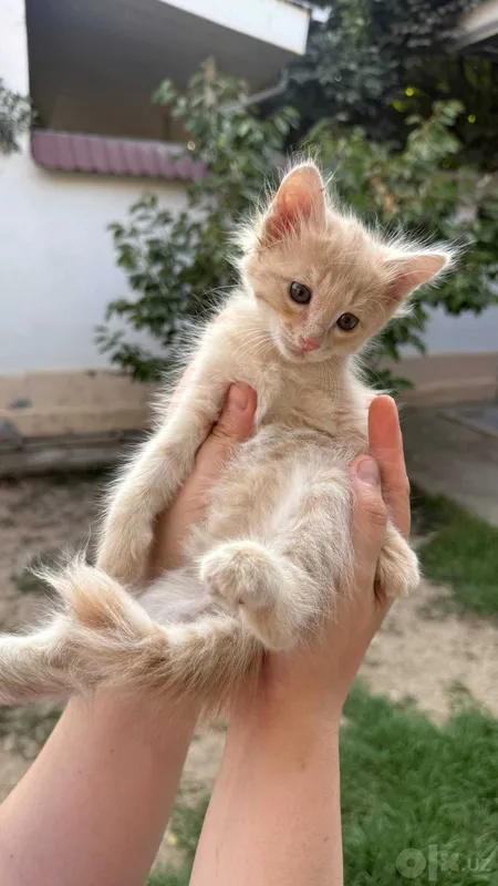 Бесплатно котята мушук 1 Бесплатно котята мушук 1