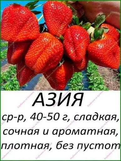Рассада клубники