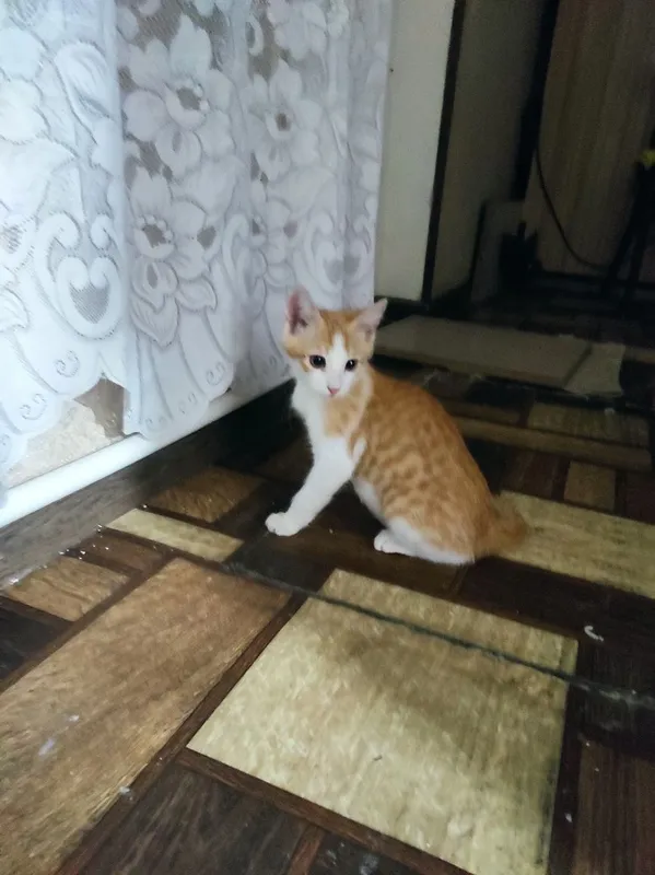 пристраиваются котятки в ответственные руки 3 пристраиваются котятки в ответственные руки 3