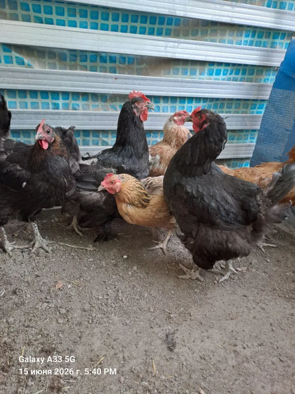 Продам домашних курей 4 Продам домашних курей 4