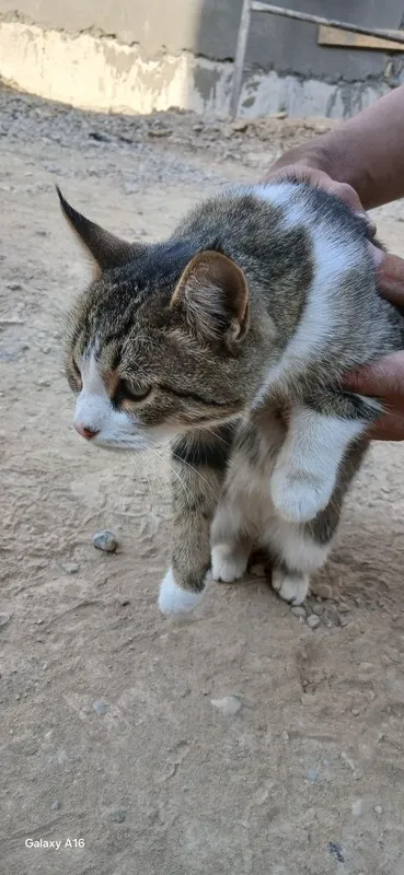 Yahshi qaraydigan oylaga