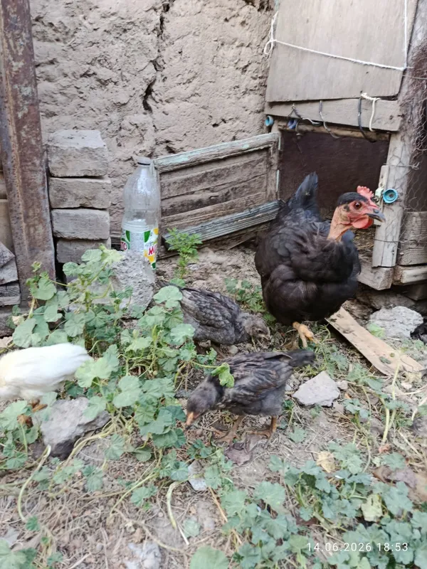 Товуқ голошейка 3 та жўжаси бн — фото 1