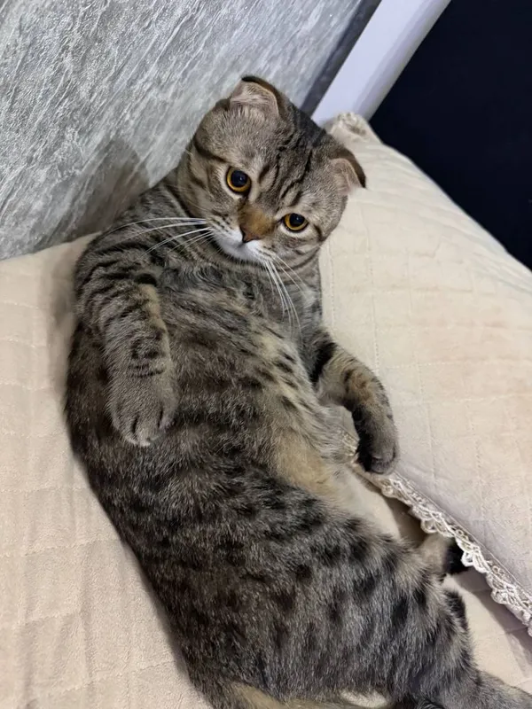 Скоттиш фолд.. Кот очень умный. Отдам даром. Скитиш фолд — фото 1