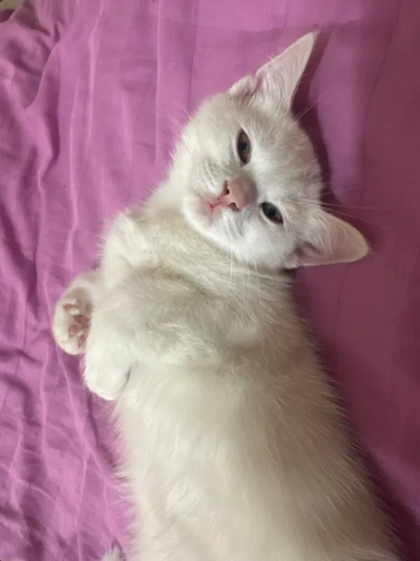 Котята в добрые руки — фото 1