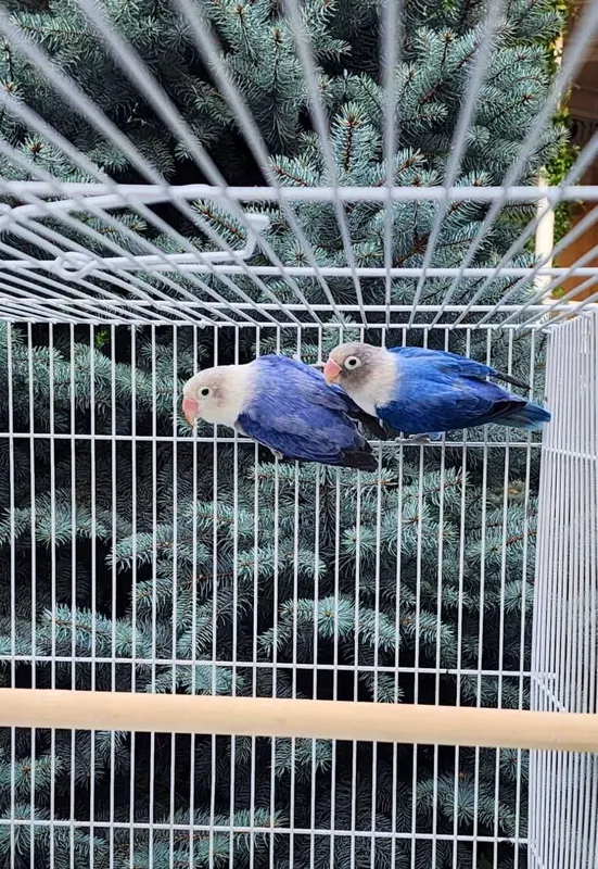 Nerazluchka Opaline Попугай 1 Nerazluchka Opaline Попугай 1