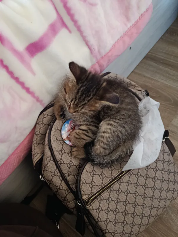 котёнок сверхбыстрый 10