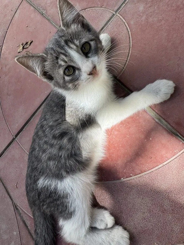 Котята, котенок, кошка. Мушук боласи́, мушукчалар. — фото 2