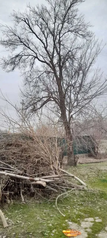 Продам деревья на дрова — фото 2