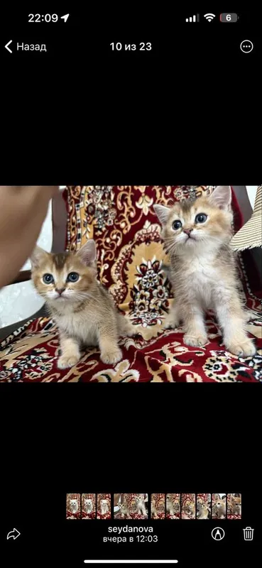 Продаются котятки, золотые и лиловые фолд — фото 3