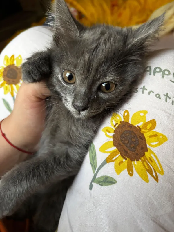 Продаётся 3х месячная кошка Продаётся 3х месячная кошка