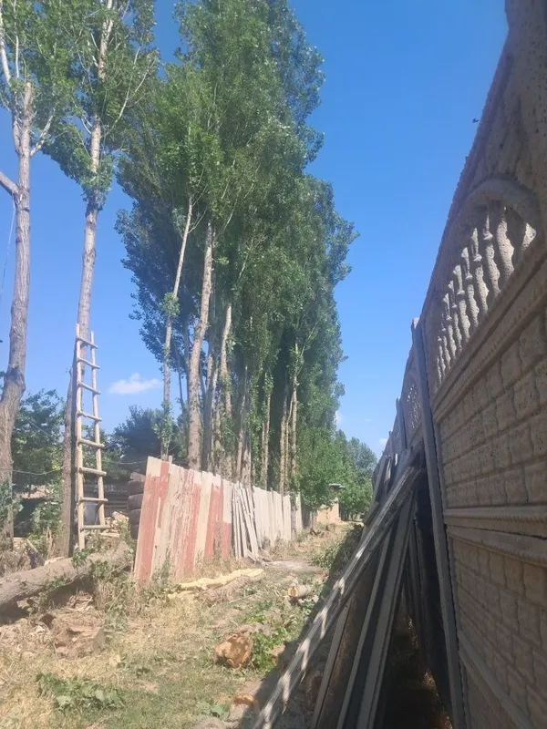 Терак сотилад, кимга керак булса керакли размирда кесиб бераман. Нар — фото 3