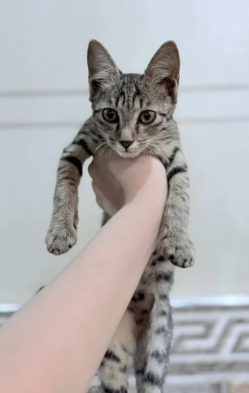 Очень ласковый котёнок, отдам в хорошие руки. цена договорная — фото 3