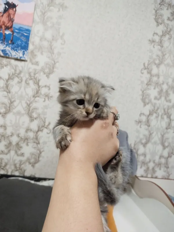 Отдам котят в добрые руки — фото 4