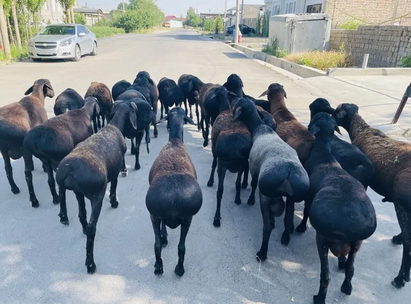 Qurbonlik, Aqiqa va ehsonlik uchun qoʻy bor — фото 1