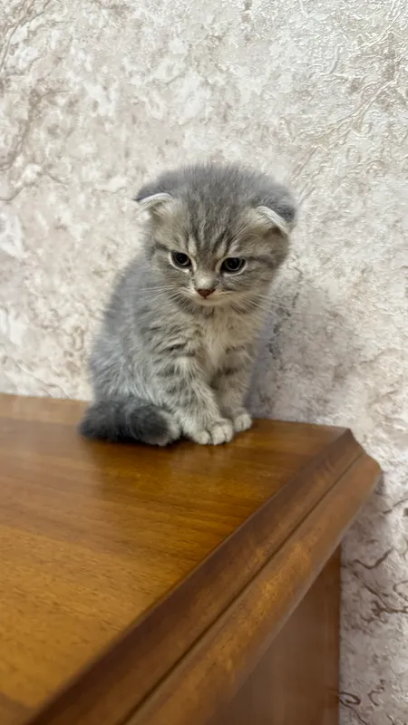Котенок Scottish fold