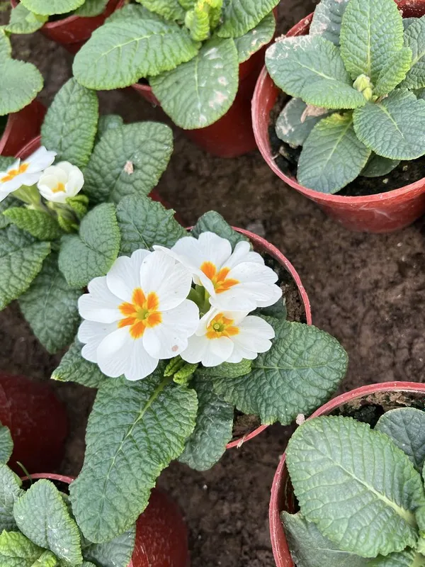 Примула primula mavsumiy gullar — фото 6