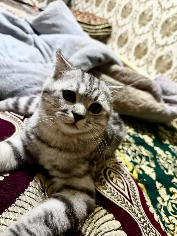 кот, проблем с самцом нет 4 кот, проблем с самцом нет 4