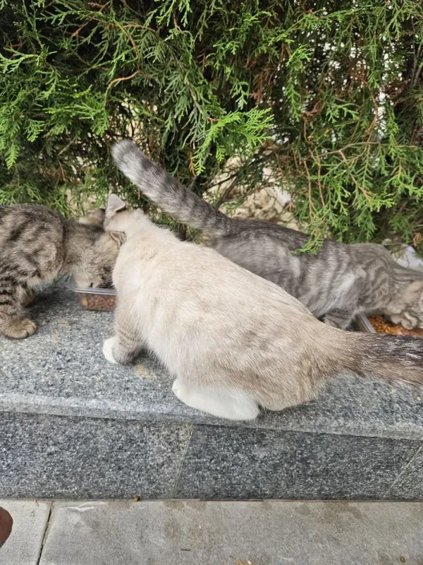 Домашние котята — фото 2