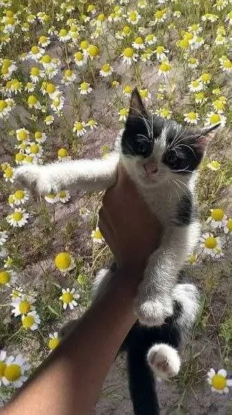 Отдам клочт бесплатно 1