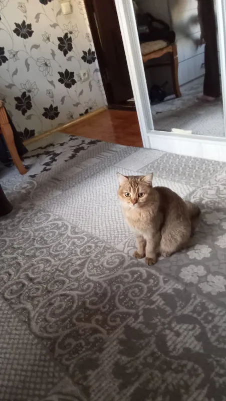 Кошка красивая и умная — фото 1