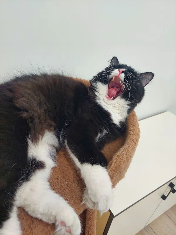 Котенок кастрированный Феликс 7 Котенок кастрированный Феликс 7