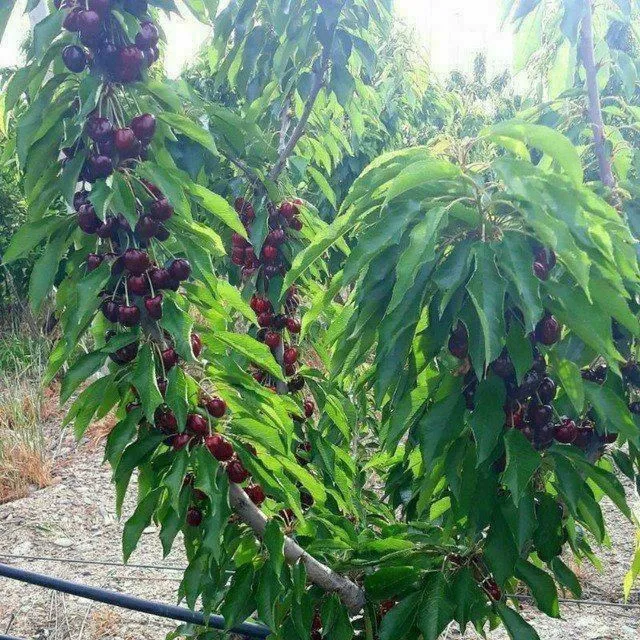 Gilos koʼchatlari