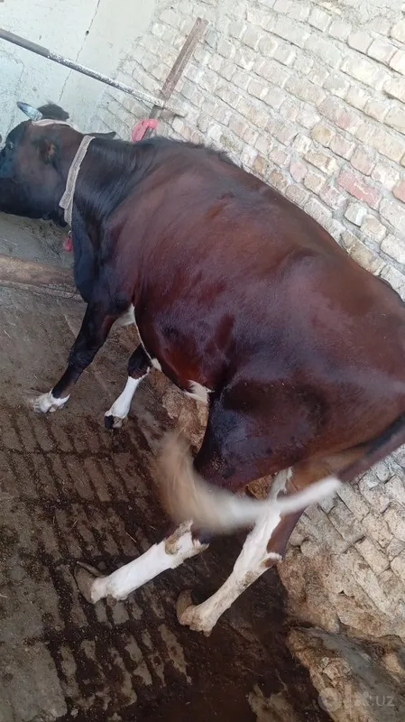 Sigir sotiladi. 1 Sigir sotiladi. 1