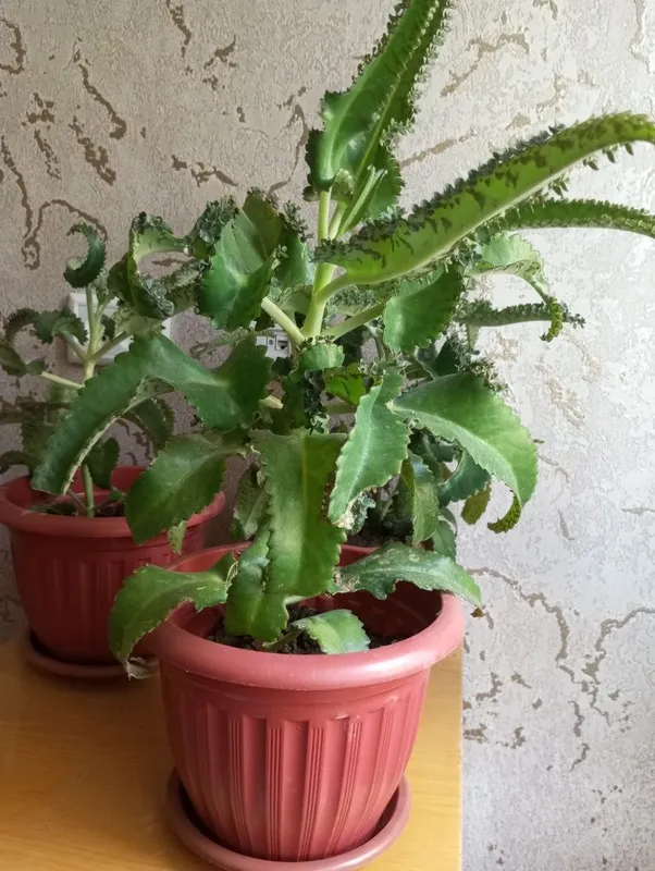 Готовый каланхоэ в горшке 1