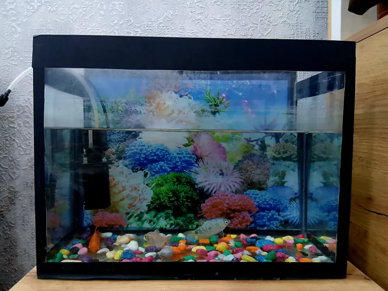 Akvarium qo'shimcha havo beruvchisi bilan Akvarium qo'shimcha havo beruvchisi bilan