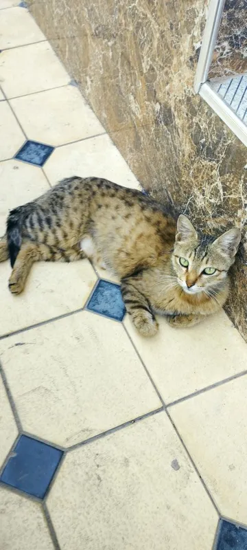 Tabby uy mushugi 2 Tabby uy mushugi 2
