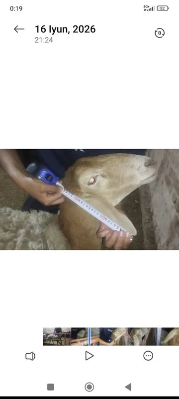 edilbay soliq qoʻy sotiladi 4
