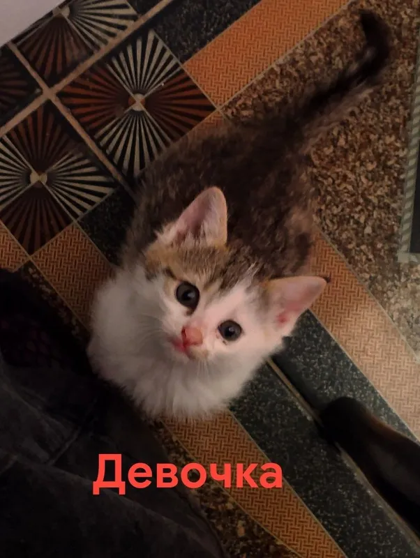 Бесплатно отдам котят — фото 2